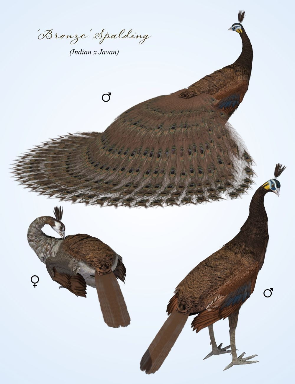 SBRM Peafowl Variants