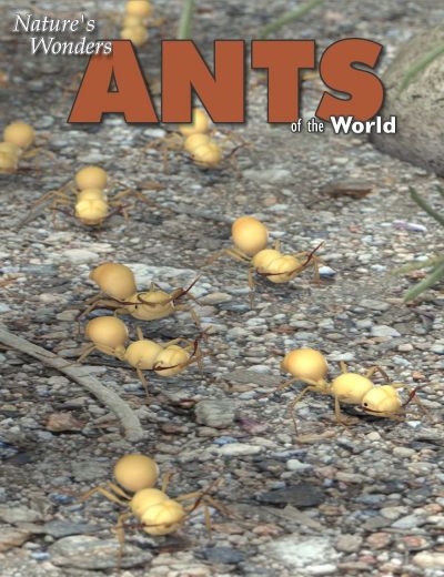 11683-nature-s-wonders-ants-main-2