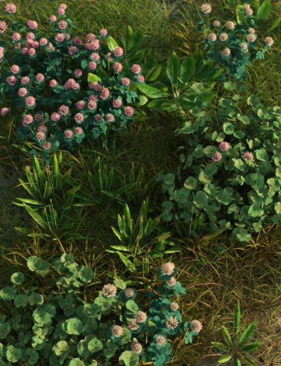 The-ImPerfect-Lawn-II-Essential-Grassland-Weeds-3