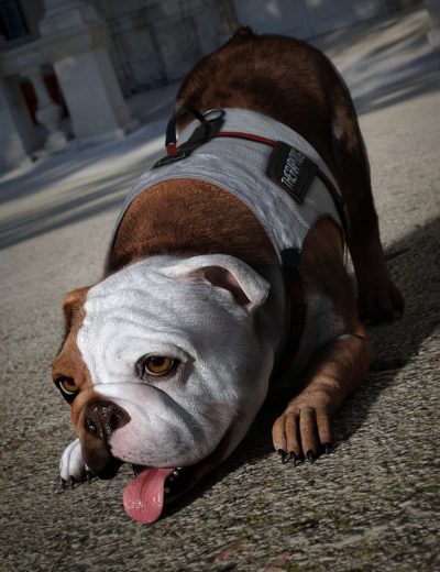 supportvestfordazdog8012daz3d-scaled-2