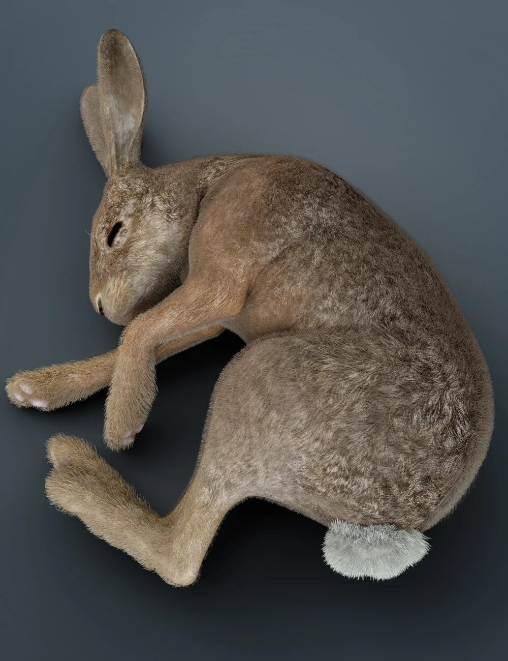 Caesar the Hare for Daz Dog 8