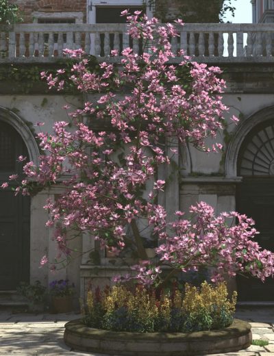 Magnificent-Magnolia-Trees-3