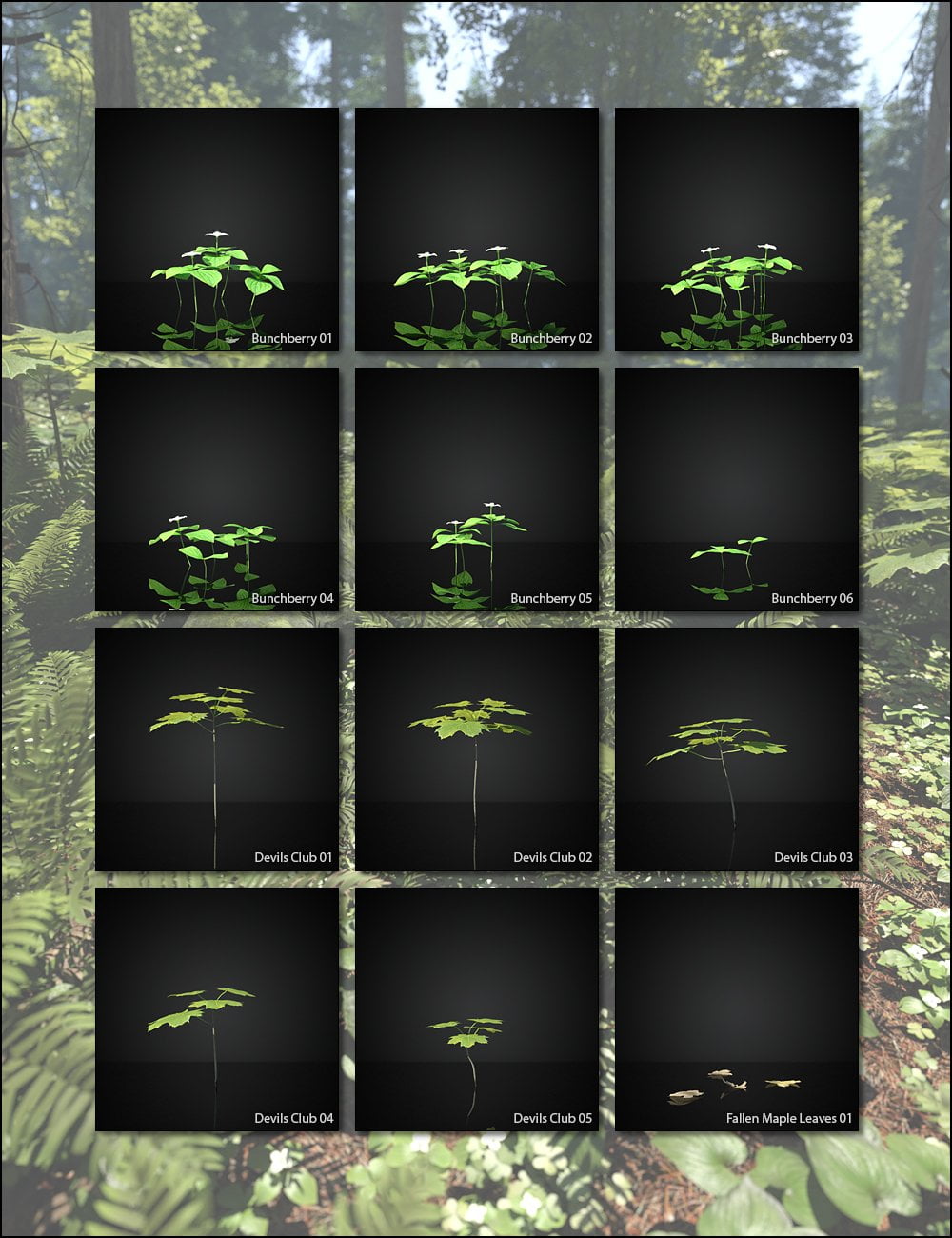 Pacific Northwest Botanica - Understorey