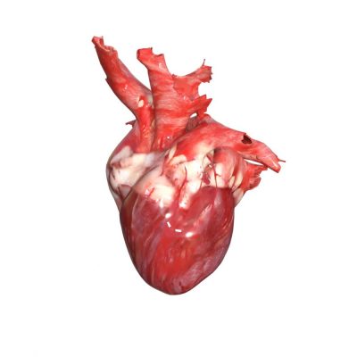 Full135901_65f2c0658273381de56ab220b55a6887-2