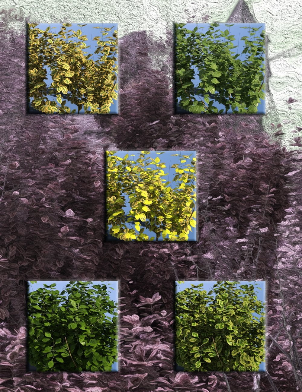 Shrubs for Foliage and Hedging Vol 1