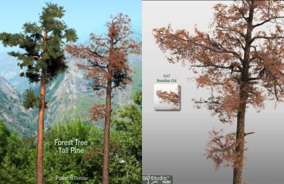 forest-tree-tall-pine-large-e1626738762158-2