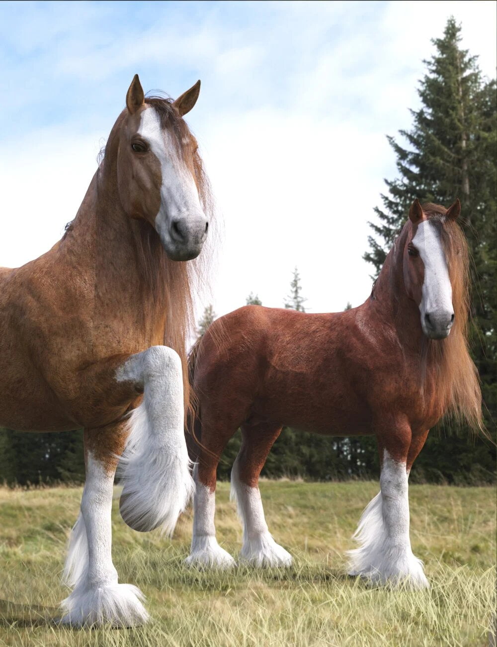 Clydesdale Cock