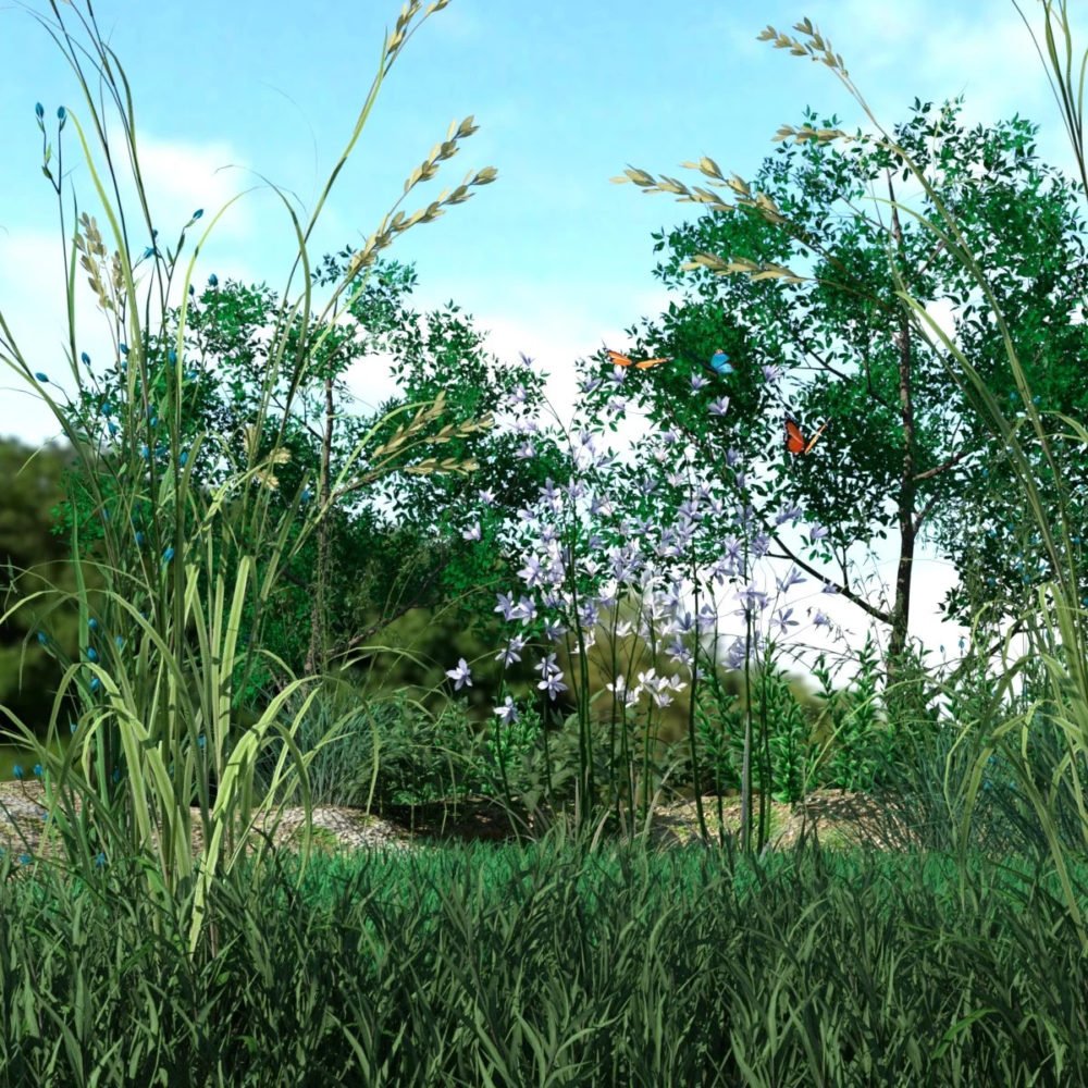 Variety of Beautiful Plants