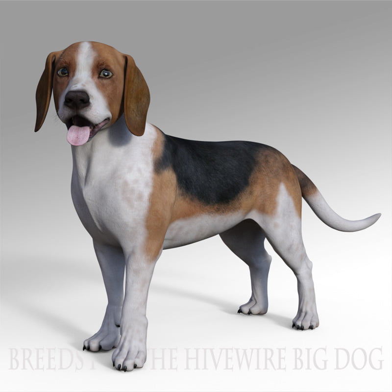 Breeds for the HW Dog – Beagle