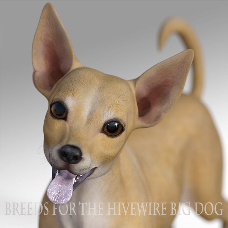 Breeds for the HW Dog – Chihuahua