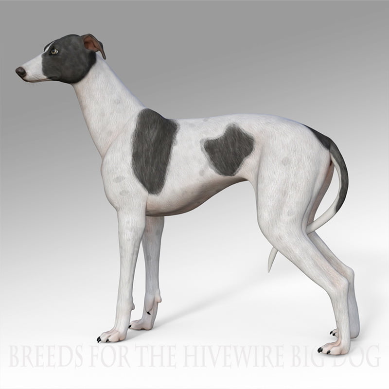 Breeds for the HW Dog – Greyhound