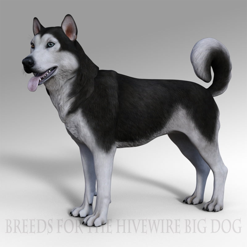 Breeds for the HW Dog – Husky