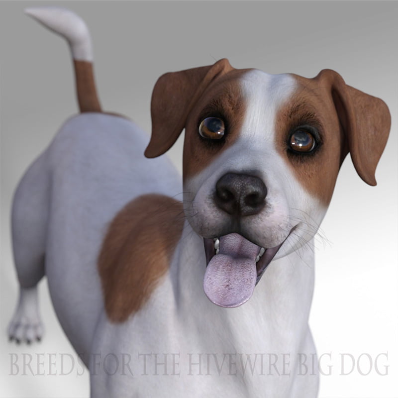 Breeds for the HW Dog – Jack Russell