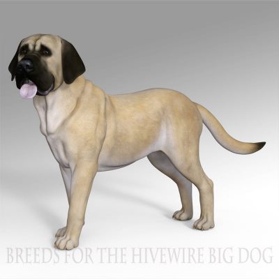hwbdBreeds_Mastiff02_jpg-100992-800x800-1-3