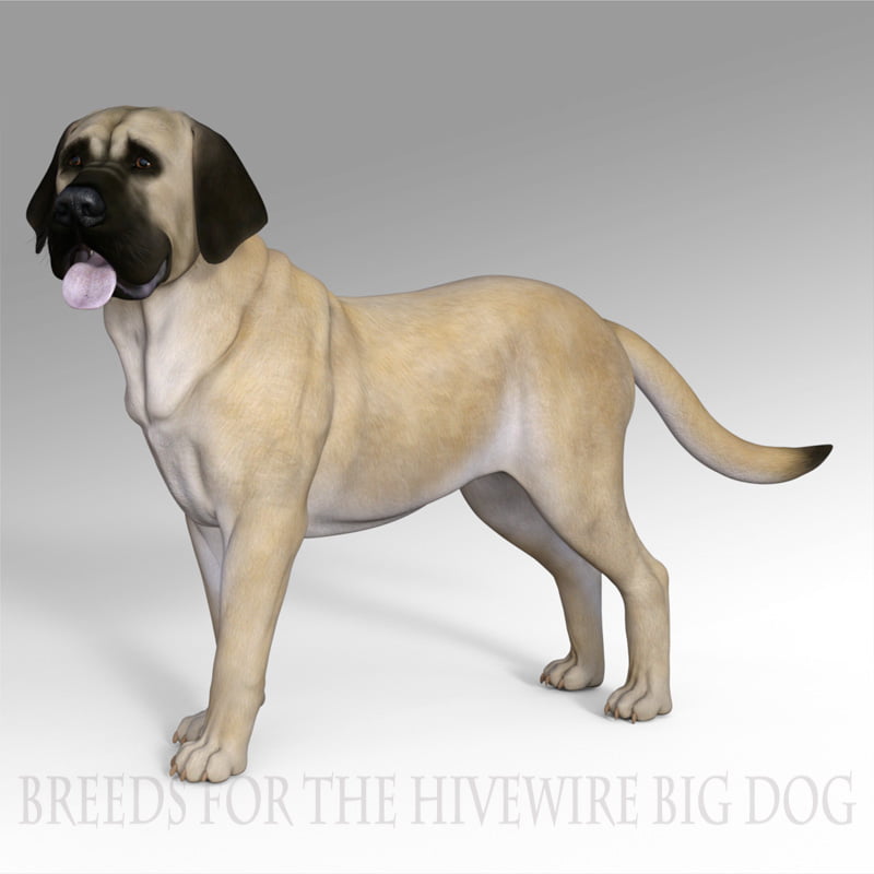 Breeds for the HW Dog – English Mastiff