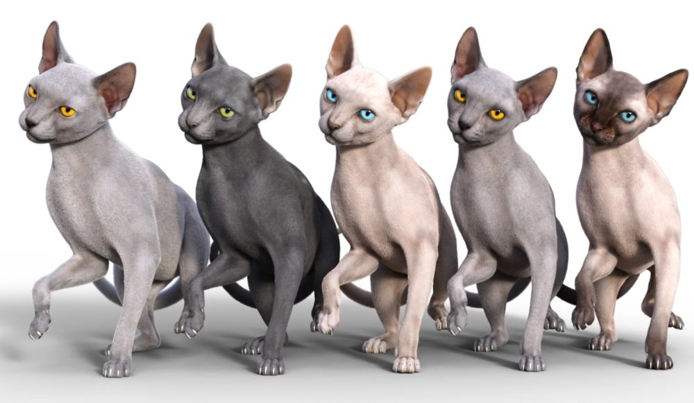 Sphynx HD for Cat Zeus