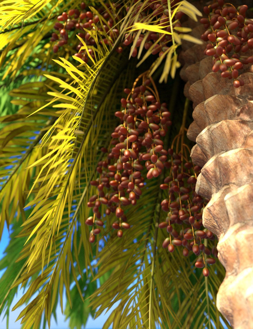 Predatron Date Palm Trees