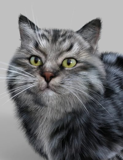 Siberian-for-Cat-Zeus-3