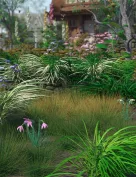 Ornamental Grass Plants and Groups for Daz Studio