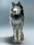 Dire Wolf Animations for Daz Dog 8 and Genesis 8