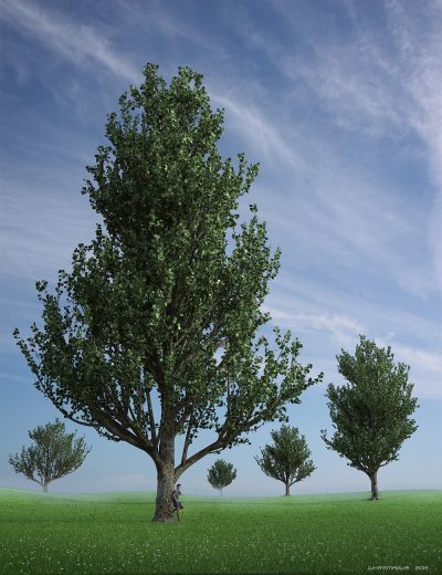 00-main-maple-trees-daz3d-4