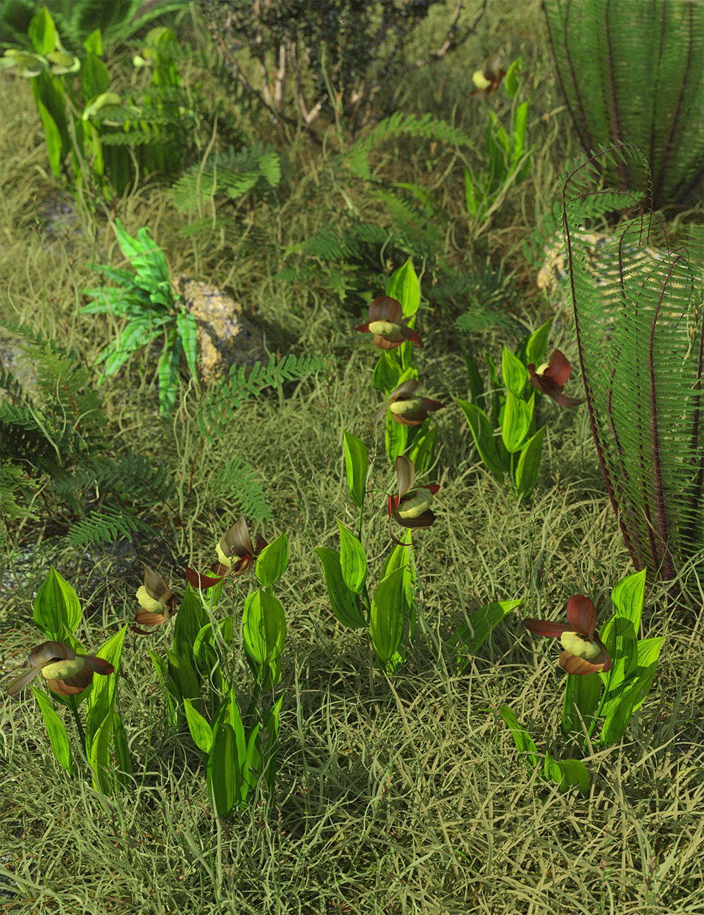 Slipper Orchids - Low Resolution Flowers