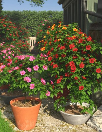 Predatron-Hibiscus-Plants-3