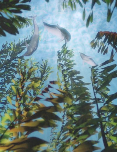 Just-Beachy-Underwater-Kelp-Forest-3