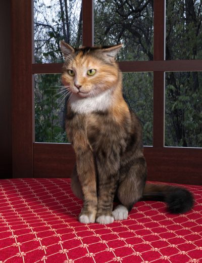 calico-for-cat-mars-06-4