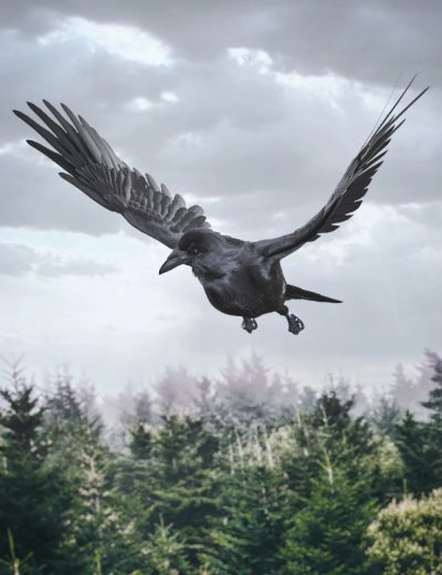 dazcrow00maindaz3d-3