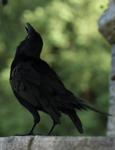 thefamiliarposesfordazcrow00maindaz3d-4