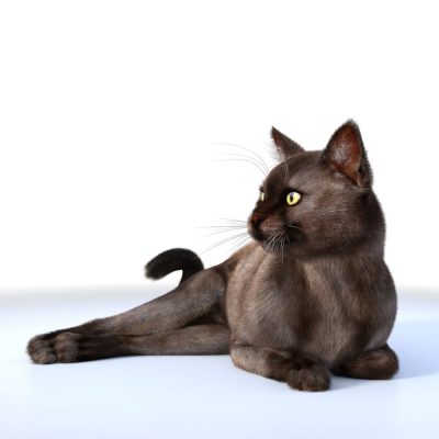 burmese-cat-for-mars-01-4