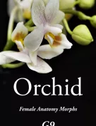 Orchid - Genital Morphs for G9F Anatomy
