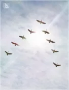iREAL Animated Flocks of Birds