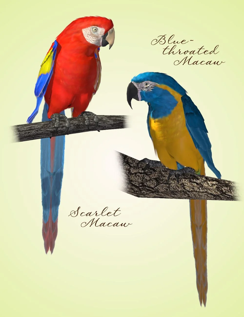 SBRM Parrots Vol 2 - Macaws of the World