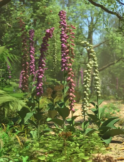 Foxglove-Plants-Wild-Flowers-for-Daz-Studio-3