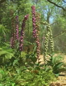Foxglove Plants - Wild Flowers for Daz Studio