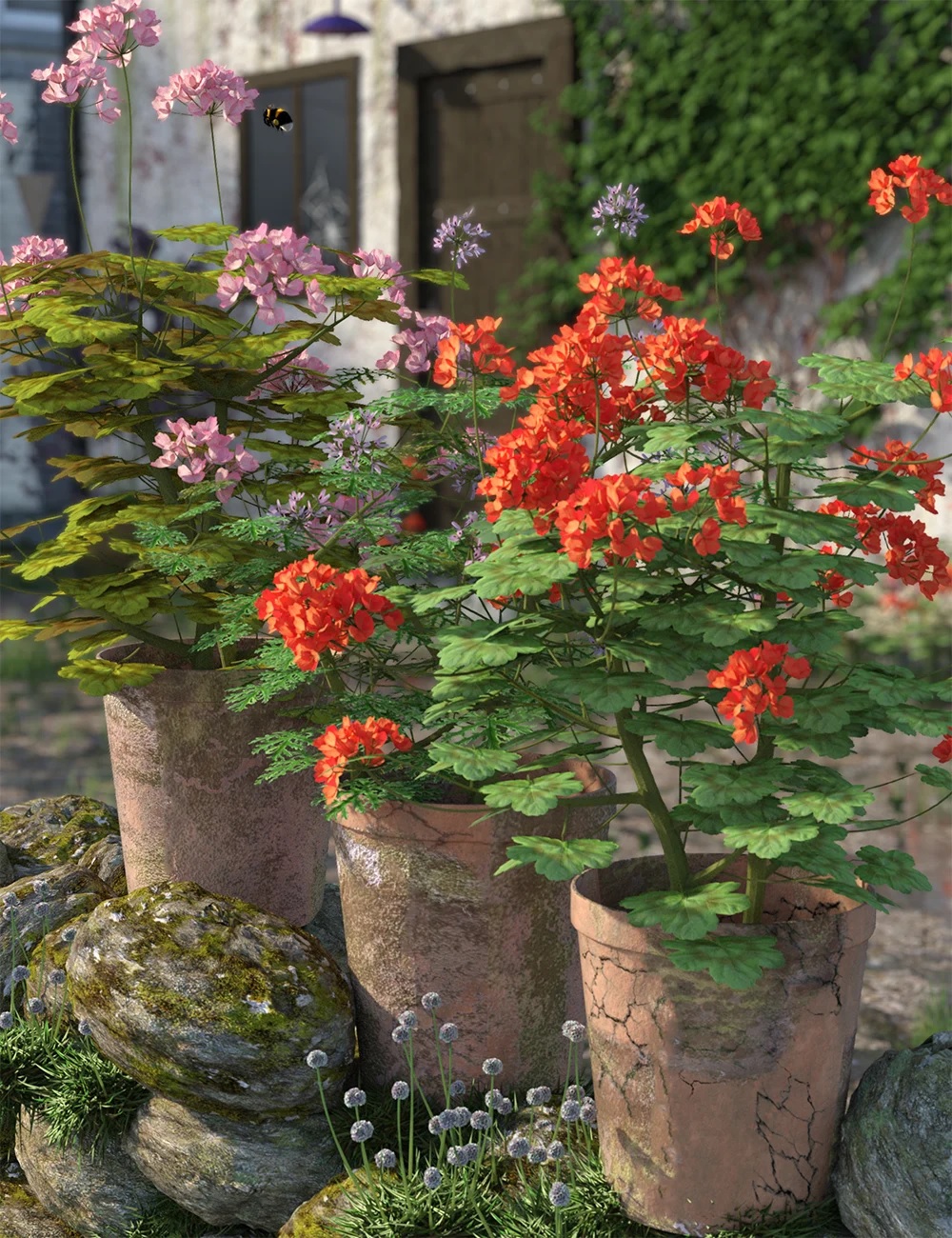 Pelargonium Plants for Daz Studio