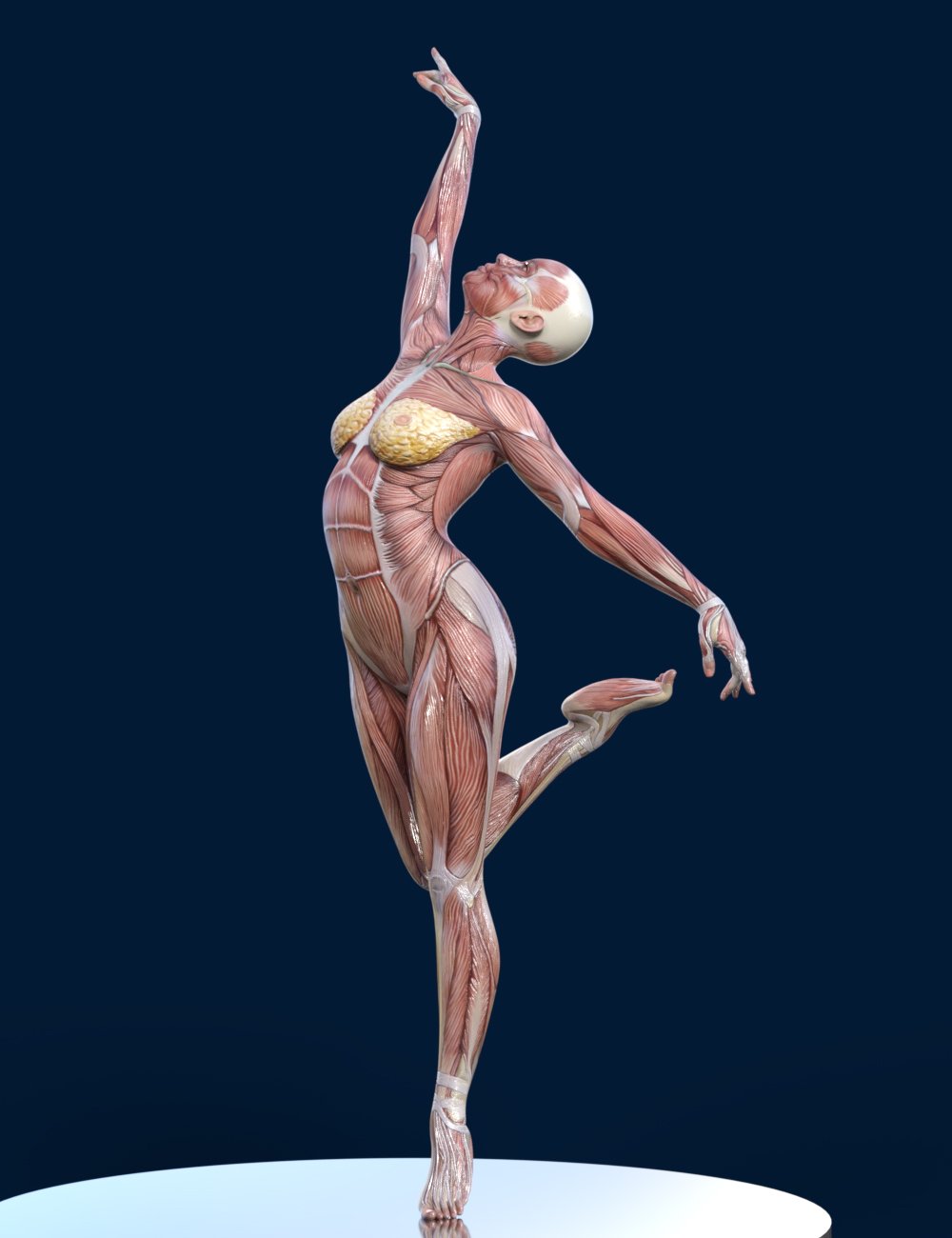 Feminine Muscle Maps for Genesis 9
