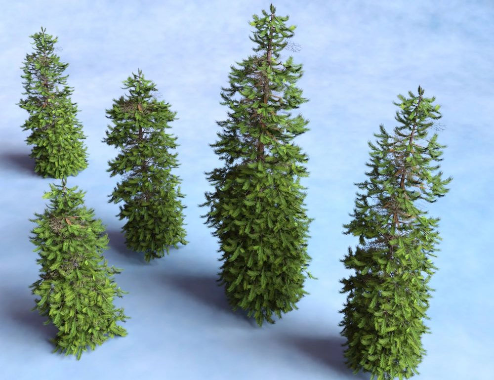Wollemi Pine Trees - Prehistoric Plants