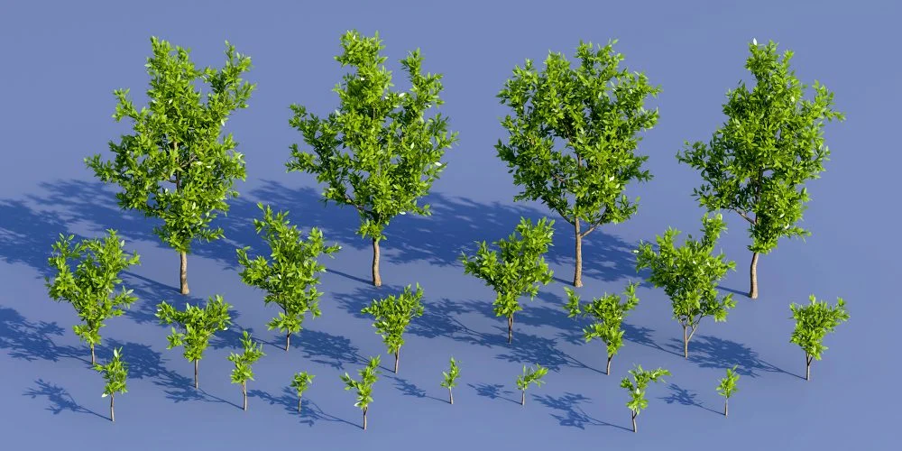 Groundcover Saplings