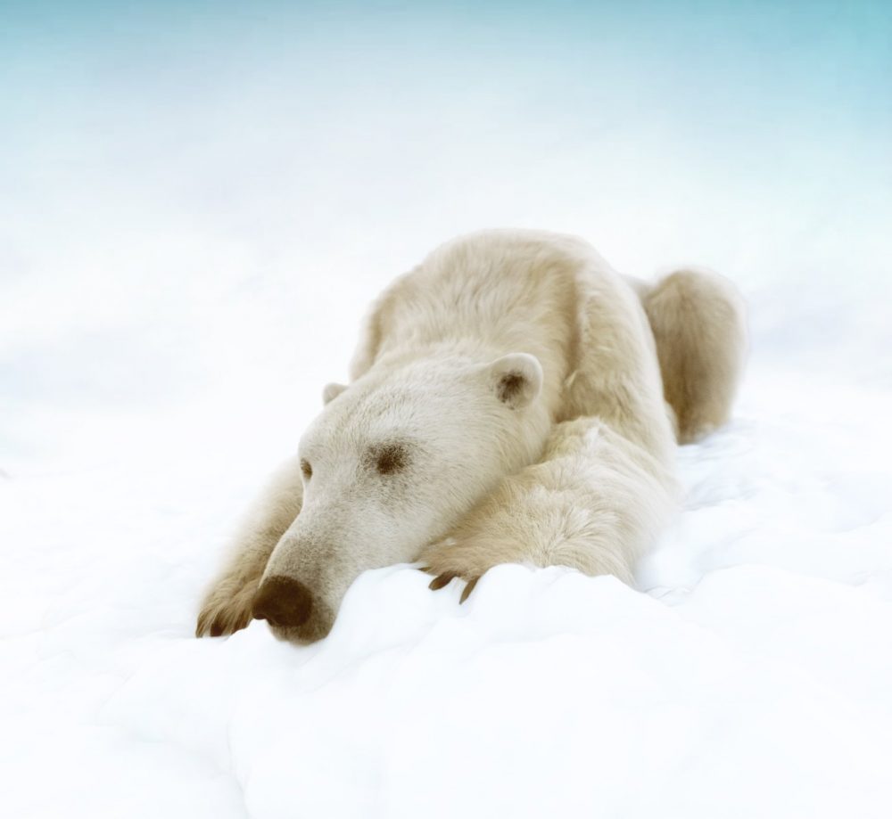 Polar Bear 2 by AM