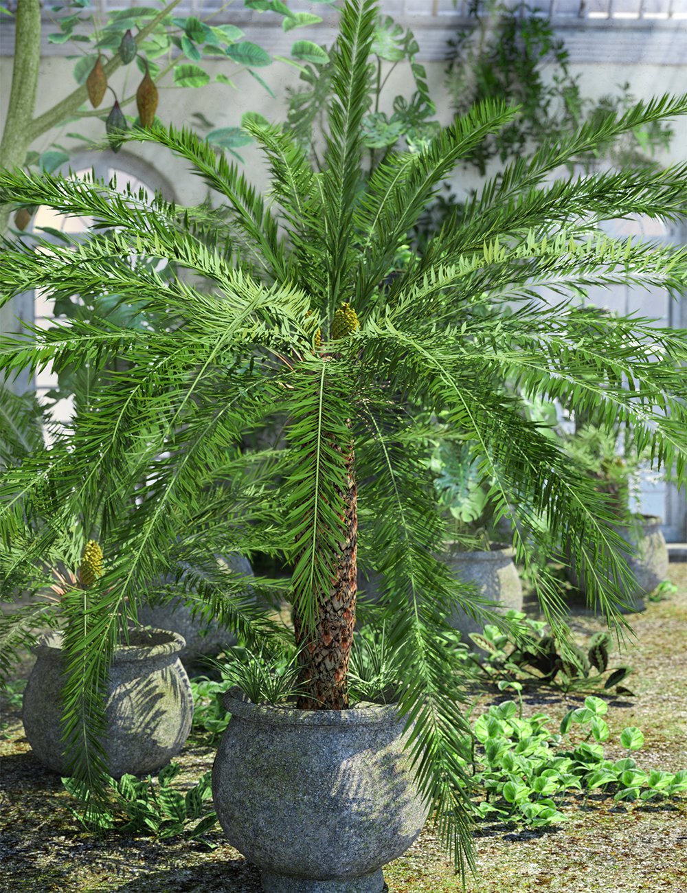 Cycads – Ancient Plants for Daz Studio