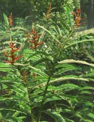 Heliconia longiflora - Exotic Flowers and Foliage