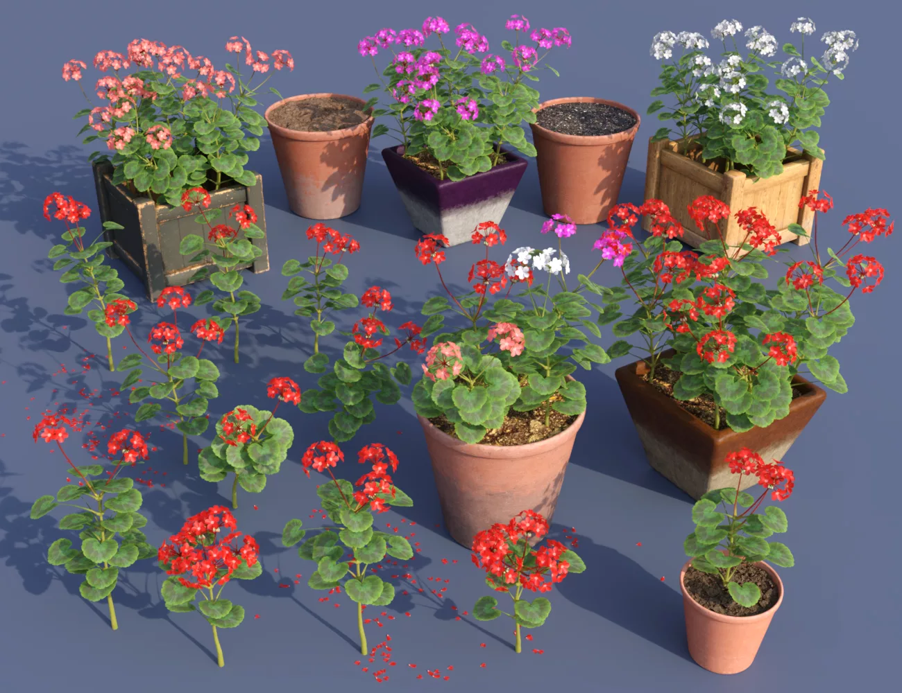 Predatron Geranium Plants