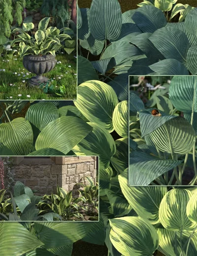 hostaslowresfoliageplants00maindaz3d-jpg-2