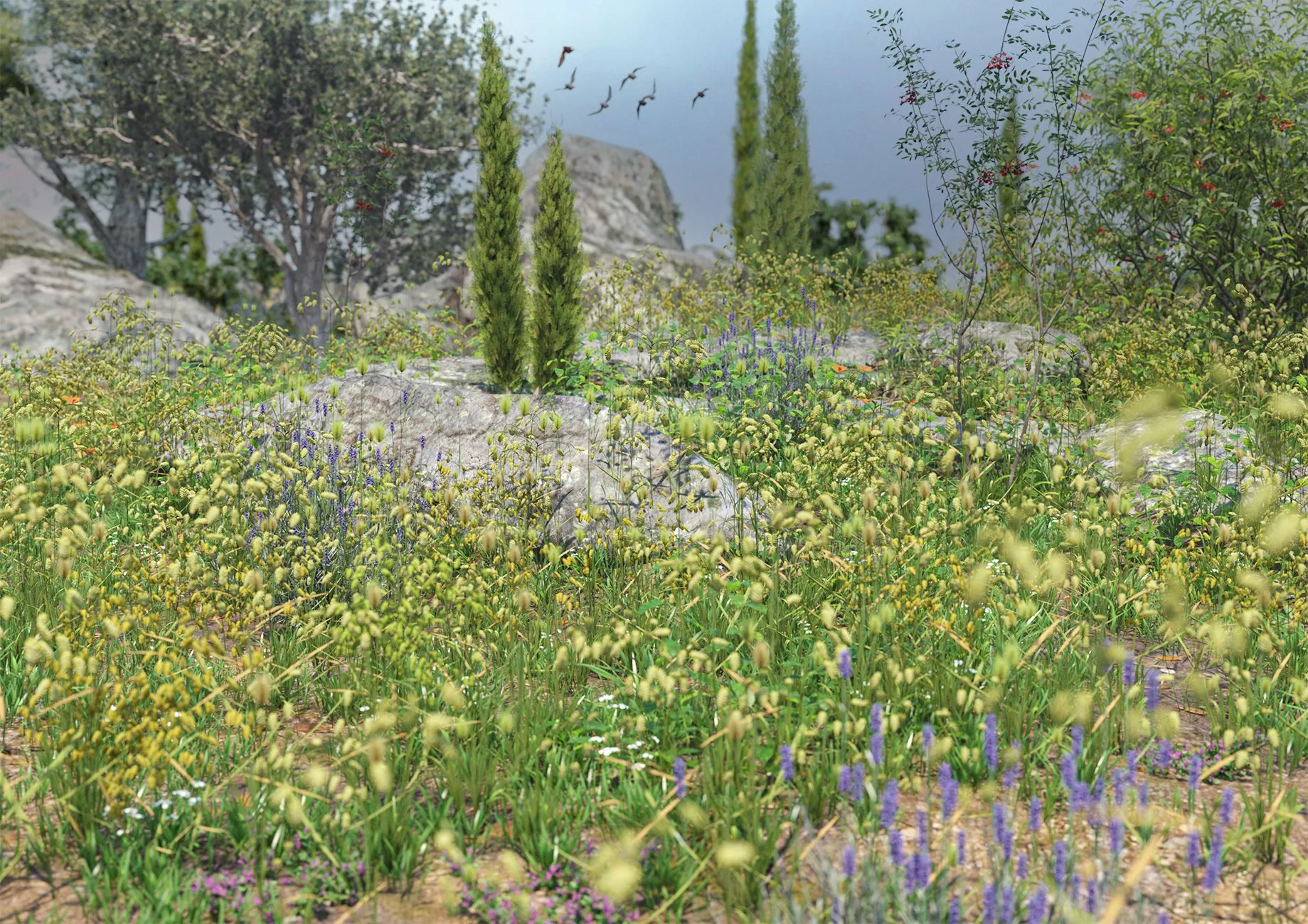 Mediterranean Grasses