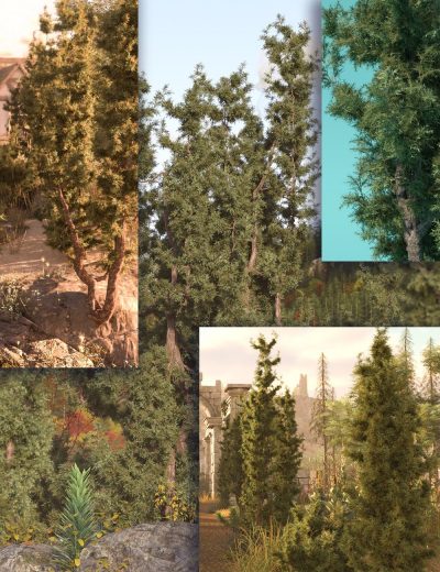 Mediterranean-Juniper-High-Resolution-Plants-and-Trees1