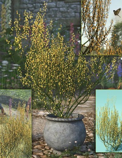 Flowering-Broom-Cytisus-Bushes1