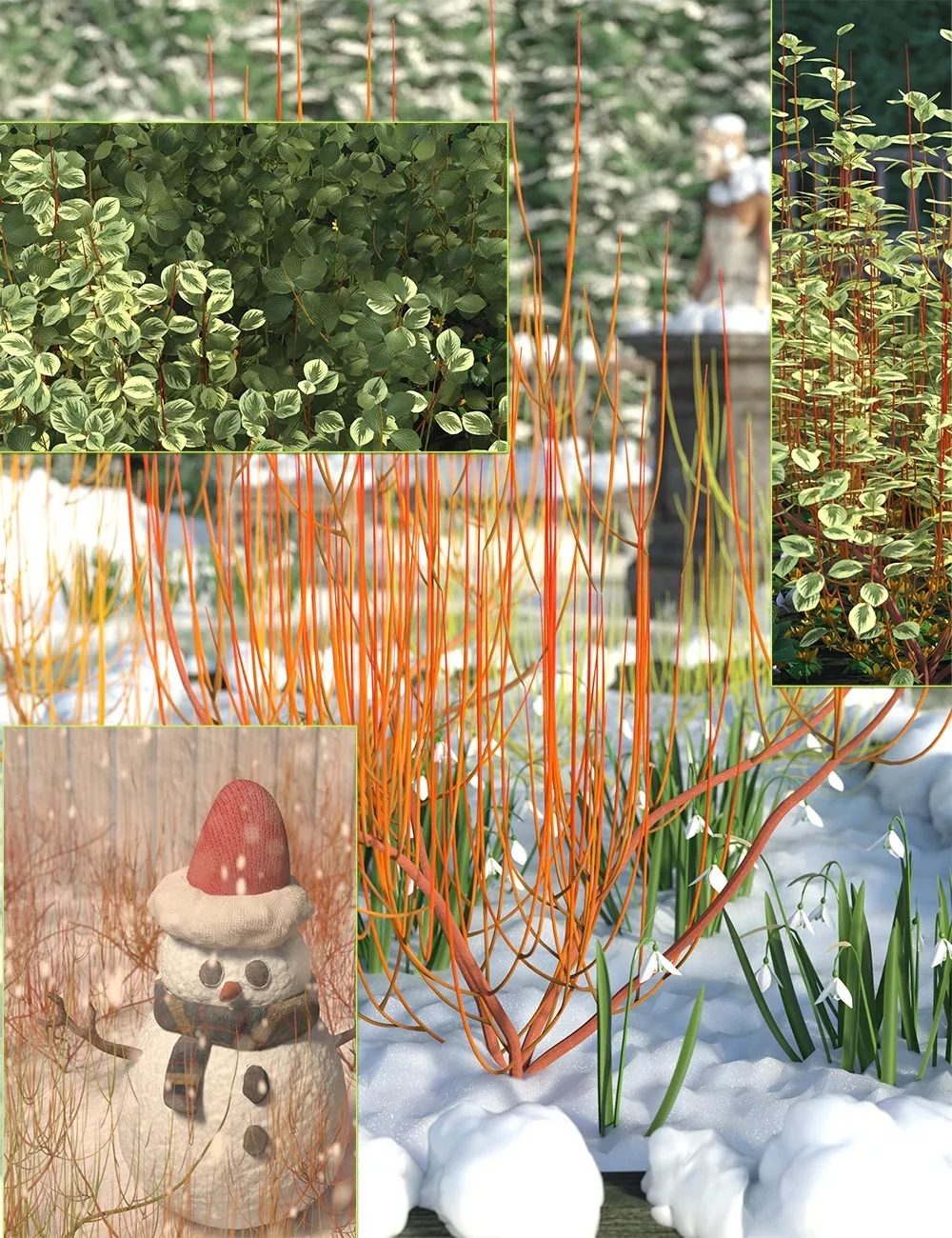 Winter Dogwood (Cornus) Bushes ⋆ Freebies Daz 3D